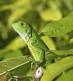 Ver servicios ambientales