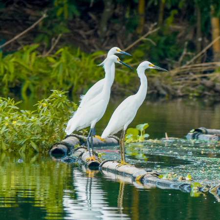Consultoría ambiental