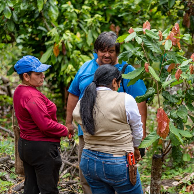 Proyectos agropecuarios