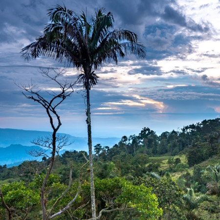 Restauración ecológica